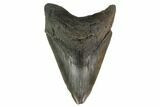 4.95" Fossil Megalodon Tooth - South Carolina - #131204-1